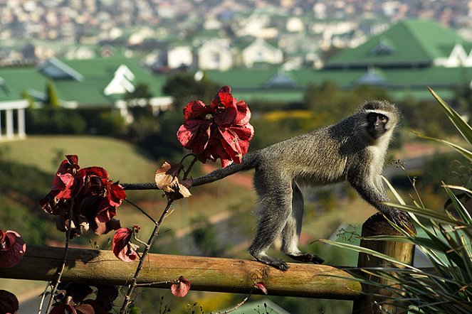 Street Monkeys - Filmfotók