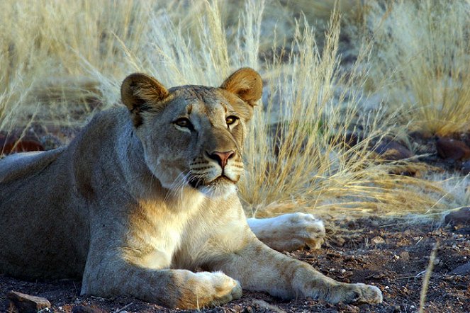 The Natural World - Season 25 - Desert Lions - Van film