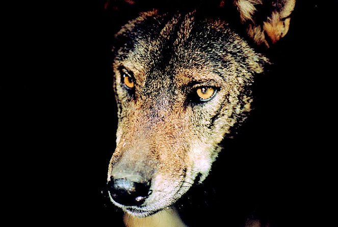 L'Enfer des loups - Film