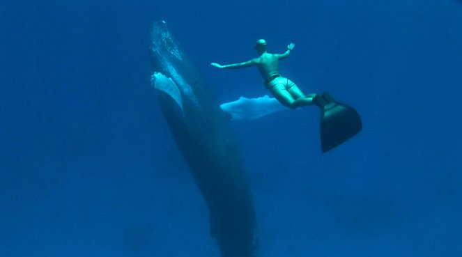 Zatoka delfinów - Z filmu