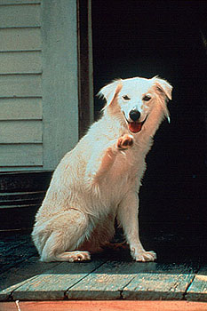 Tanec s bílým psem - Z filmu