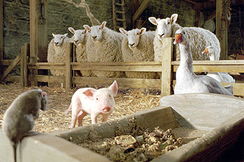 Schweinchen Wilbur und seine Freunde - Filmfotos