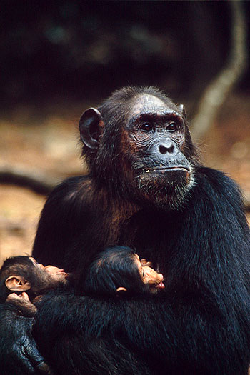 Osudy šimpanzej rodiny - Z filmu