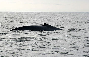 Blue Whale Odyssey - Photos