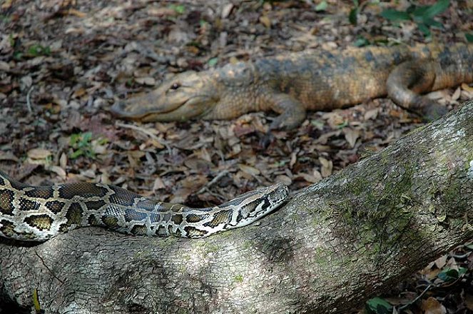 National Geographic Special: Python Invasion in the Everglades - Kuvat elokuvasta