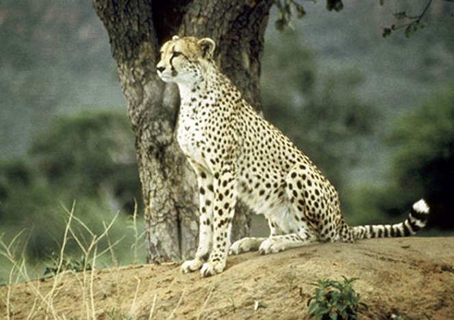 Cheetah - The Running of their Lives - Van film