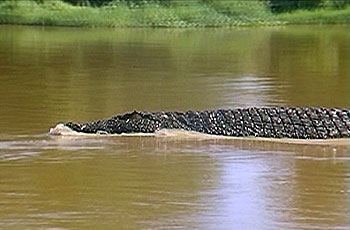 Killer Crocodile II - Kuvat elokuvasta