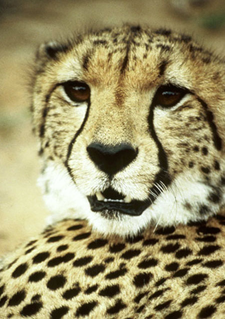 Cheetah - The Running of their Lives - Z filmu