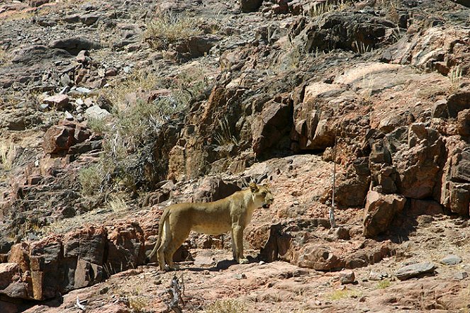 The Natural World - Desert Lions - Photos