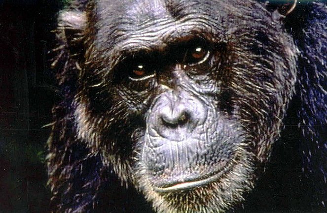 Chimps: The Dark Side - Filmfotók