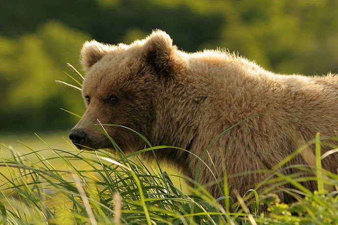 Ze života medvědů - Z filmu