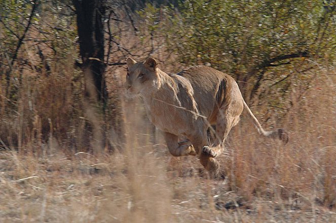 Terreur dans la savane - Film