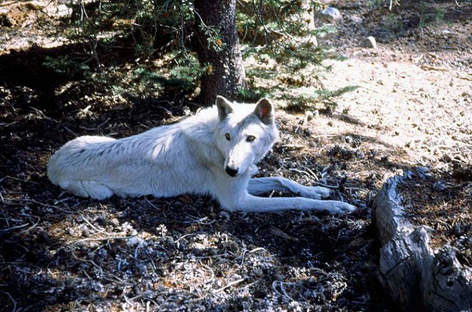 White Wolves III: Cry of the White Wolf - Film