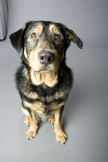A Dog's Breakfast - Eine Leiche für den Hund - Werbefoto - Hund Mars
