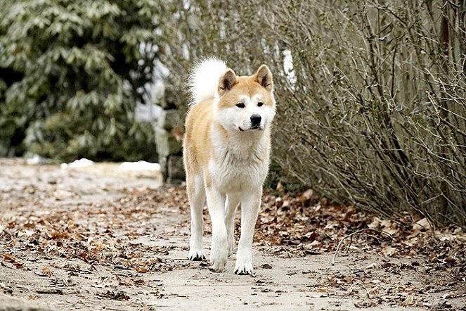 Hačikó: Príbeh psa - Z filmu