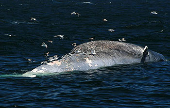 Blue Whale Odyssey - Kuvat elokuvasta
