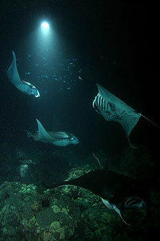 Deep Sea 3D - Filmfotos