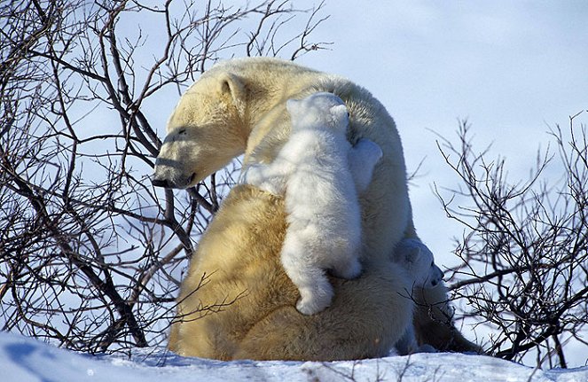 The Natural World - Polar Bears and Grizzlies: Bears on Top of the World - De la película