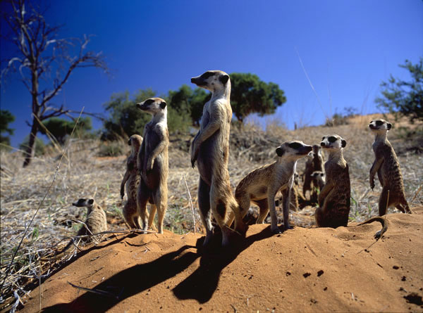 Kráľovstvo surikát - Z filmu