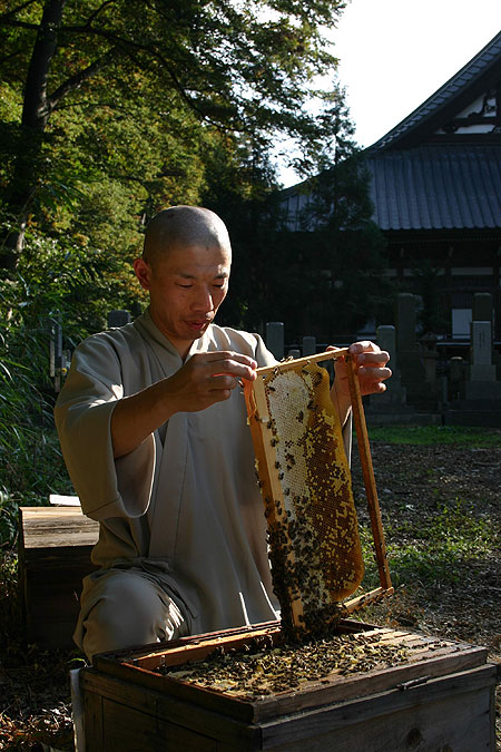 The Natural World - Season 25 - Buddha, Bees and the Giant Hornet Queen - De la película