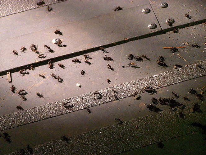 Mravenčí invaze - Z filmu