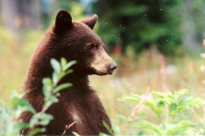 Big Bear Diary - Filmfotók