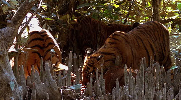 Natural Killers: Swamp Tigers - Filmfotos