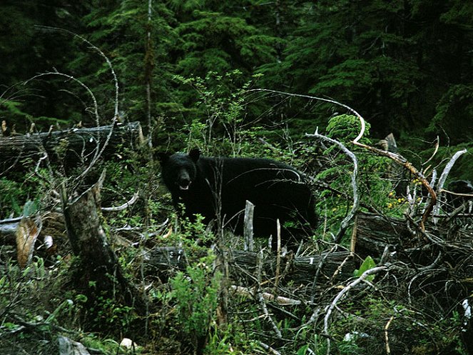 National Geographic Special: Search for the Ultimate Bear - Photos