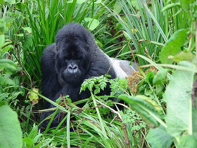 Gorillas Revisited with Sigourney Weaver - Photos