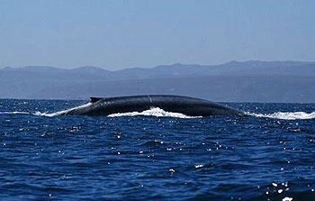 Blue Whale Odyssey - De la película