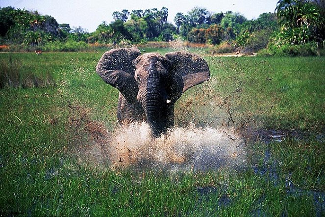 Africké dobrodružství 3D: Safari na Okavangu - Z filmu