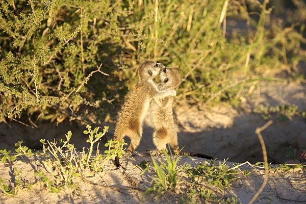 Meerkat Manor - Photos