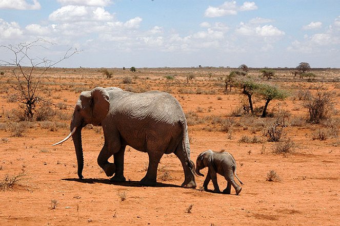 Do Animals Talk? Africa: African Elephants - Do filme