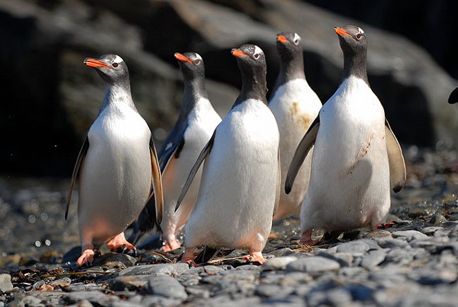 Penguin Safari with Nigel Marven - Photos