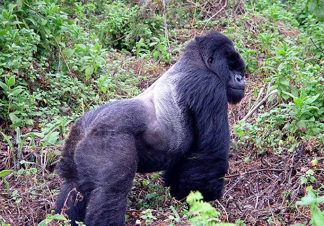 Gorillas Revisited with Sigourney Weaver - Filmfotos