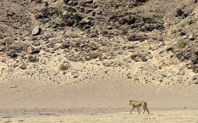 Natural World - Auf den Spuren der Wüstenlöwen - Filmfotos