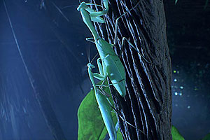 Bugs! Abenteuer Regenwald - Filmfotos