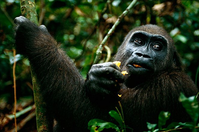 National Geographic Special: Gabon - Triumph of the Wild - Film