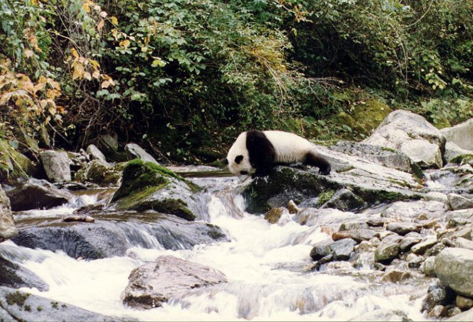 Pandas in the Wild - Van film