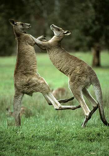 Wild Australasia - De la película