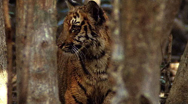 Natural Killers: Swamp Tigers - Van film