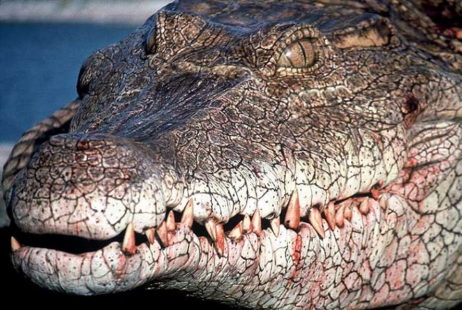 Crocodile - Filmfotos