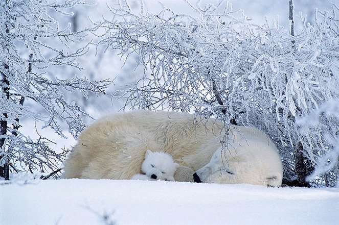 The Natural World - Polar Bears and Grizzlies: Bears on Top of the World - De la película