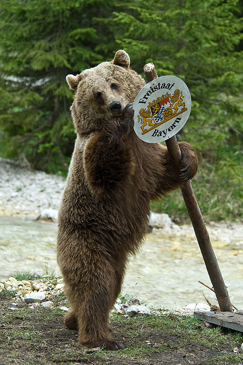 Der Bär ist los! Die Geschichte von Bruno - Photos