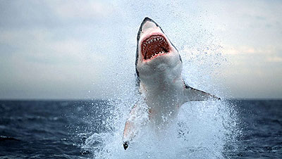 Akrobatische Haie: Die spektakulärsten Bilder - Filmfotos