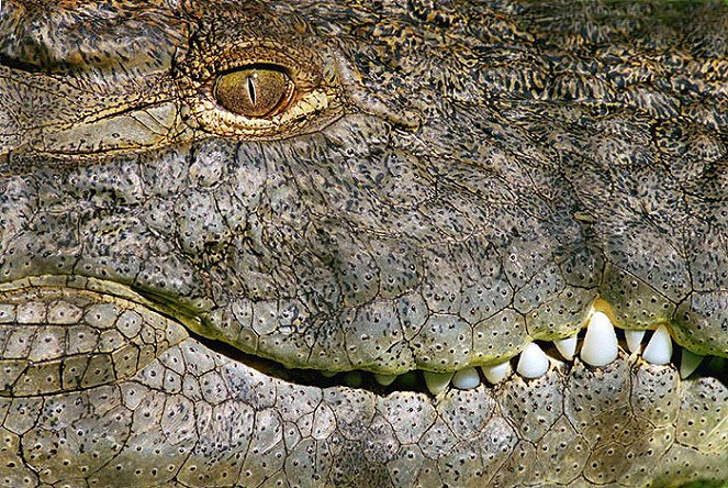 Capturing the Killer Croc - Photos