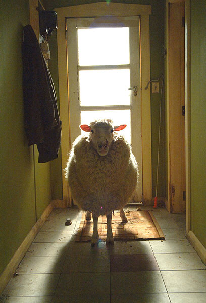 A bárányok harapnak - Filmfotók
