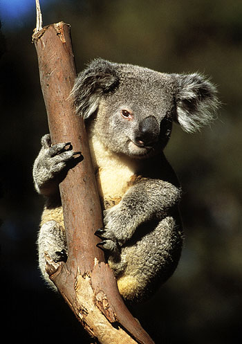 Wild Australasia - Photos