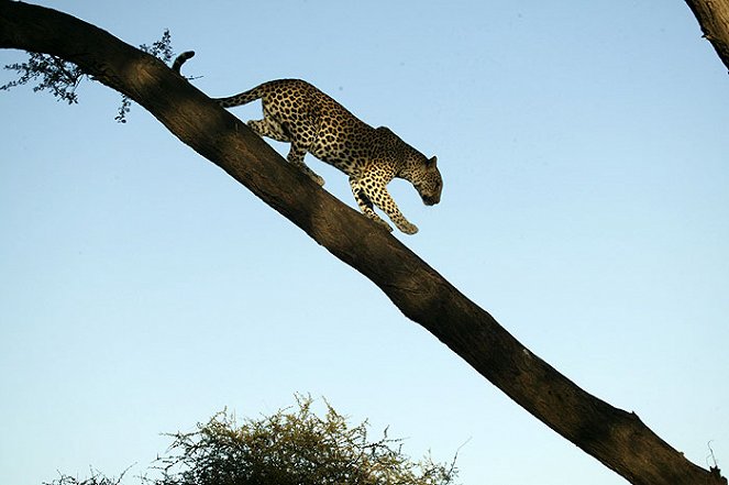 Eye of the Leopard - Kuvat elokuvasta