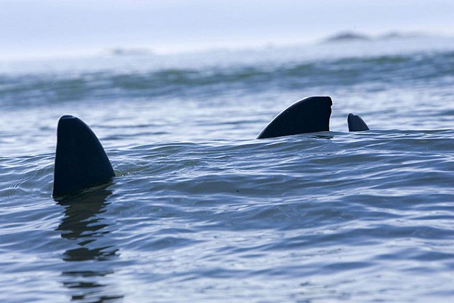 Shark Swarm - Photos